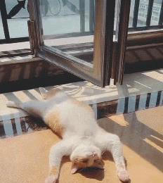 猫咪“被养得好”，会有这些迹象，装不出来的！