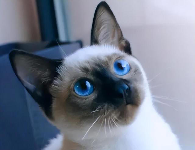 猫咪“被养得好”，会有这些迹象，装不出来的！