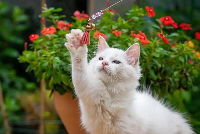 猫咪“被养得好”，会有这些迹象，装不出来的！