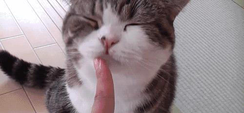 猫咪“被养得好”，会有这些迹象，装不出来的！