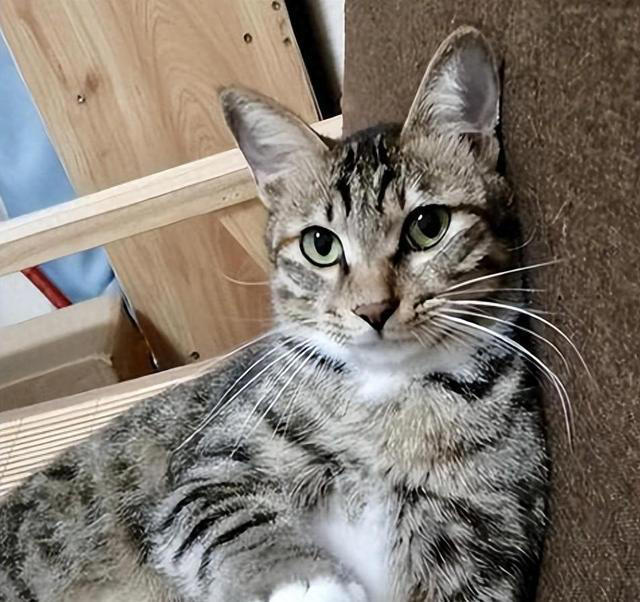 猫咪“被养得好”，会有这些迹象，装不出来的！