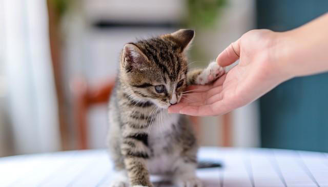 猫咪“被养得好”，会有这些迹象，装不出来的！