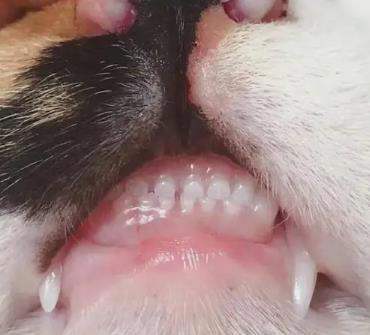 猫咪“被养得好”，会有这些迹象，装不出来的！