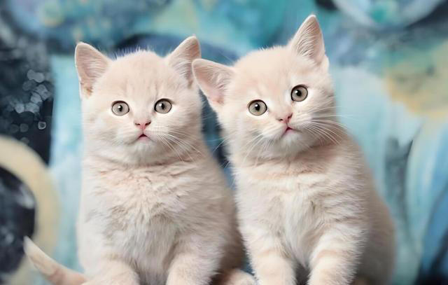 猫咪“被养得好”，会有这些迹象，装不出来的！