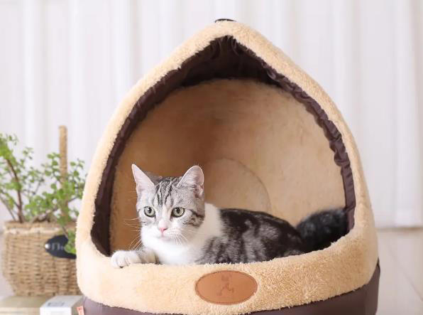 猫咪“被养得好”，会有这些迹象，装不出来的！