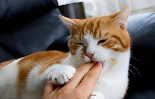 猫咪“被养得好”，会有这些迹象，装不出来的！