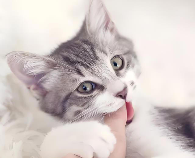 猫咪“被养得好”，会有这些迹象，装不出来的！