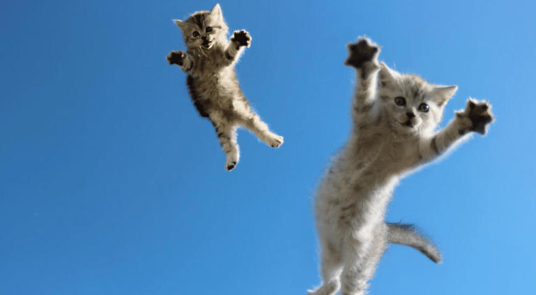 猫咪突然在家跑酷，并不是发癫，而是这几个原因