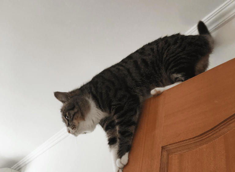 猫咪突然在家跑酷，并不是发癫，而是这几个原因