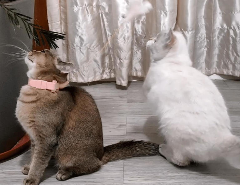 猫咪突然在家跑酷，并不是发癫，而是这几个原因