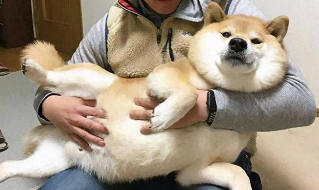 狗狗让你“碰”这7样东西，说明很信任你，把你当亲人了！