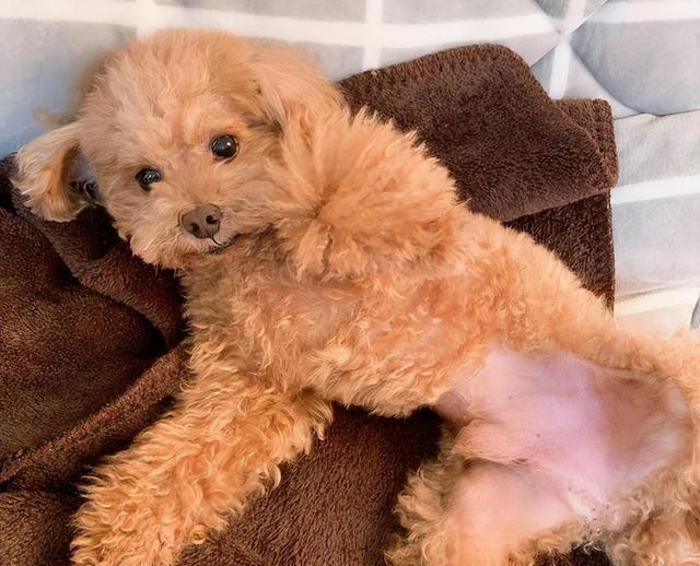 狗狗让你“碰”这7样东西，说明很信任你，把你当亲人了！