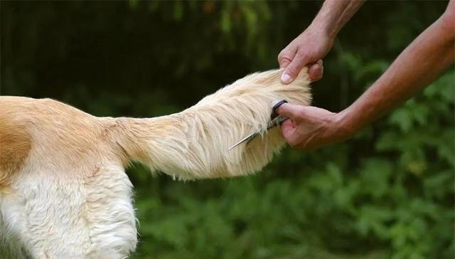 狗狗让你“碰”这7样东西，说明很信任你，把你当亲人了！