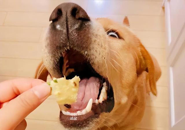 狗狗让你“碰”这7样东西，说明很信任你，把你当亲人了！