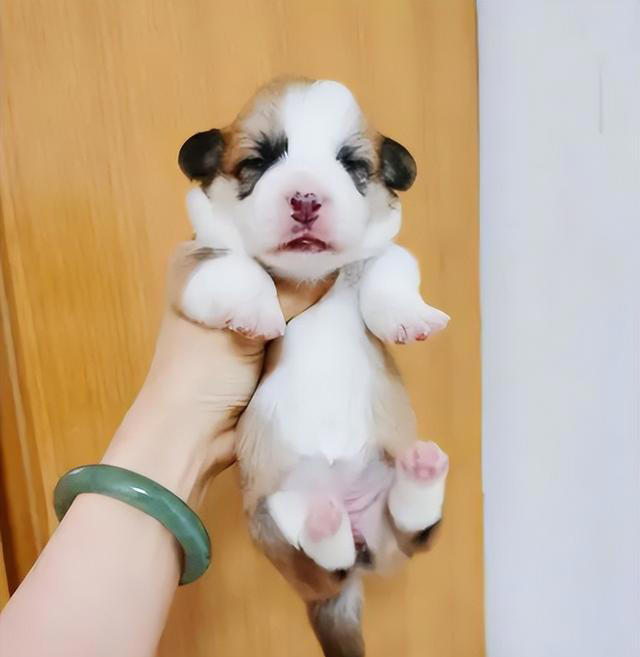 狗狗让你“碰”这7样东西，说明很信任你，把你当亲人了！