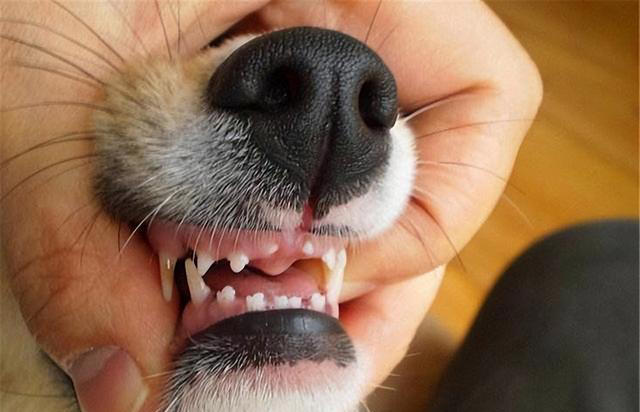 狗狗让你“碰”这7样东西，说明很信任你，把你当亲人了！