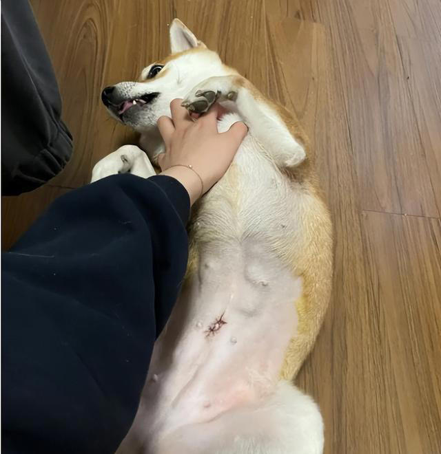 狗狗让你“碰”这7样东西，说明很信任你，把你当亲人了！