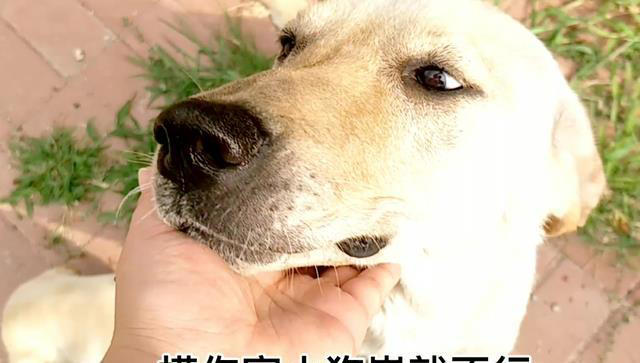 狗狗让你“碰”这7样东西，说明很信任你，把你当亲人了！