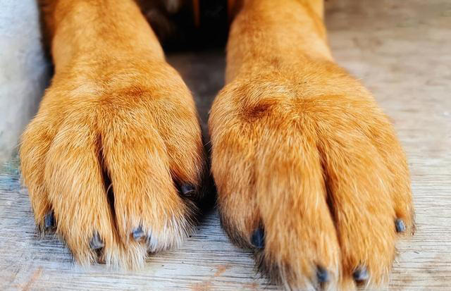 狗狗让你“碰”这7样东西，说明很信任你，把你当亲人了！