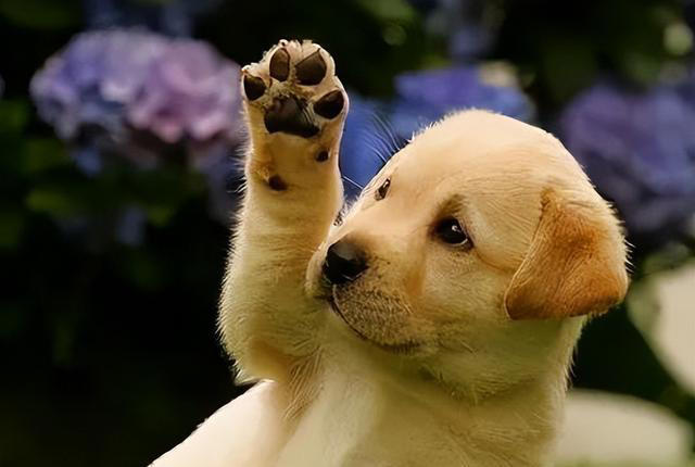 狗狗让你“碰”这7样东西，说明很信任你，把你当亲人了！