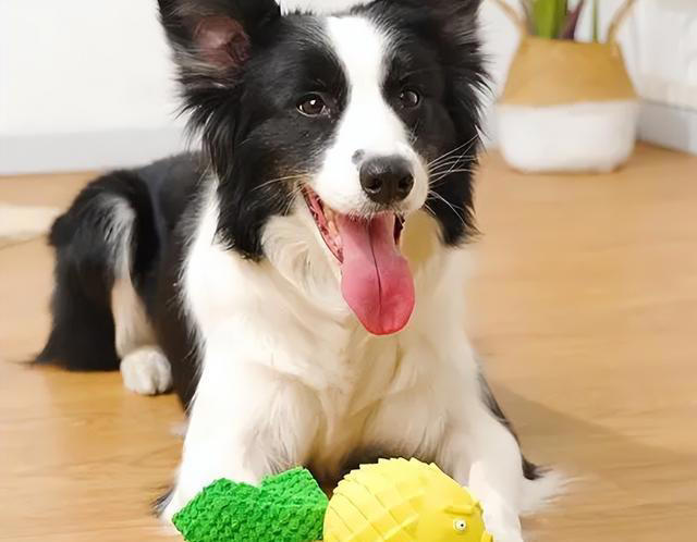 狗狗让你“碰”这7样东西，说明很信任你，把你当亲人了！