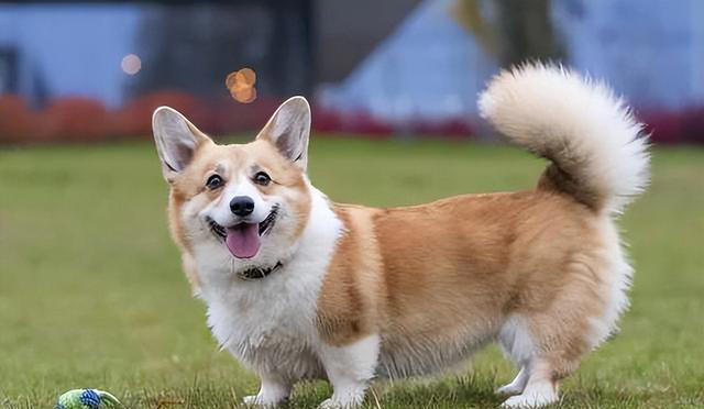 狗狗让你“碰”这7样东西，说明很信任你，把你当亲人了！