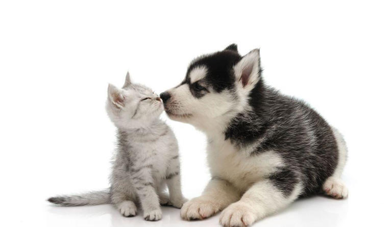 为什么狗比猫更容易接受训练？