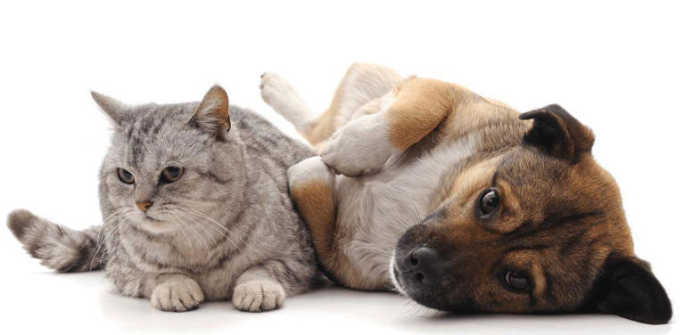 为什么狗比猫更容易接受训练？