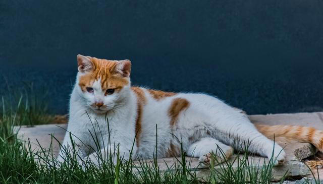 猫咪为什么不能经常洗澡？