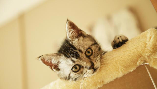 猫咪为什么不能经常洗澡？