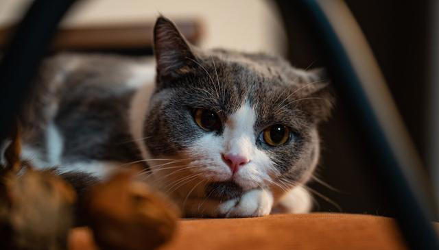 猫咪为什么不能经常洗澡？