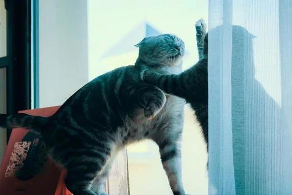 串串美短体质强，纯种颜值高，养哪个更省心？