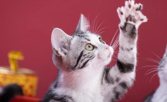 串串美短体质强，纯种颜值高，养哪个更省心？