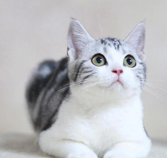  串串美短体质强，纯种颜值高，养哪个更省心？ 