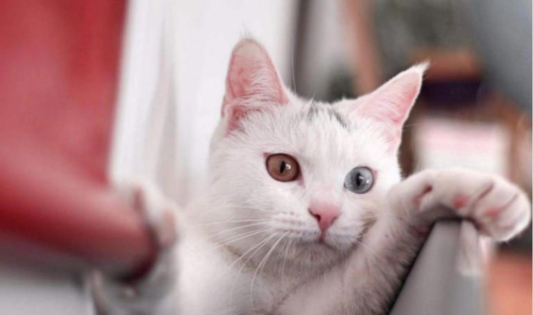 当猫咪在偷偷观察你的时候，你知道它心里在想什么吗？