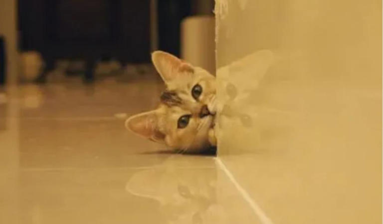 当猫咪在偷偷观察你的时候，你知道它心里在想什么吗？