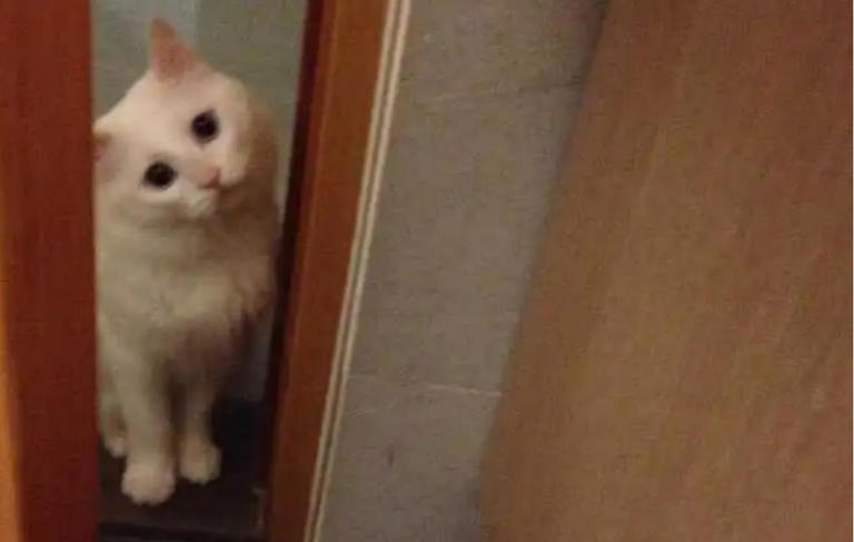 当猫咪在偷偷观察你的时候，你知道它心里在想什么吗？