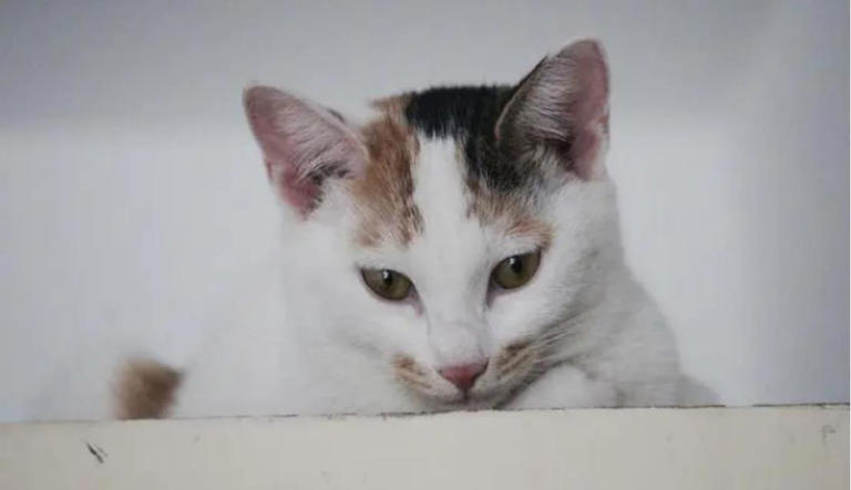 当猫咪在偷偷观察你的时候，你知道它心里在想什么吗？