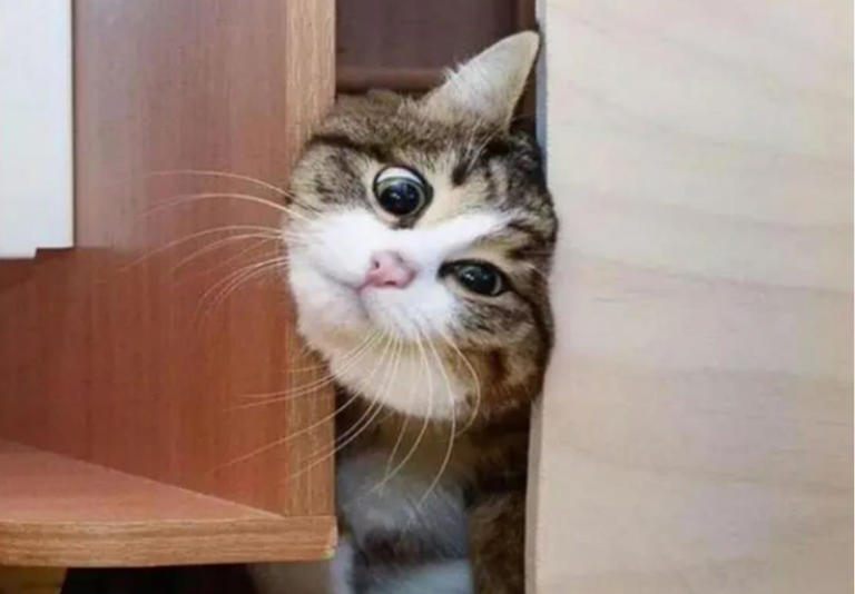 当猫咪在偷偷观察你的时候，你知道它心里在想什么吗？