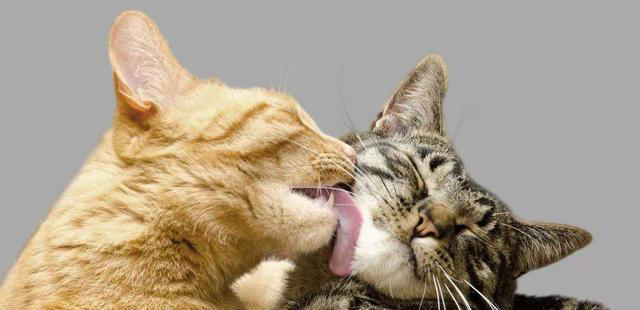 猫咪舔毛除了清洁还有其他目的，你知道吗？