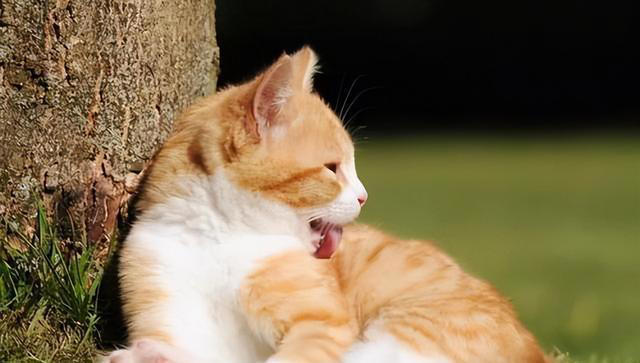 猫咪舔毛除了清洁还有其他目的，你知道吗？