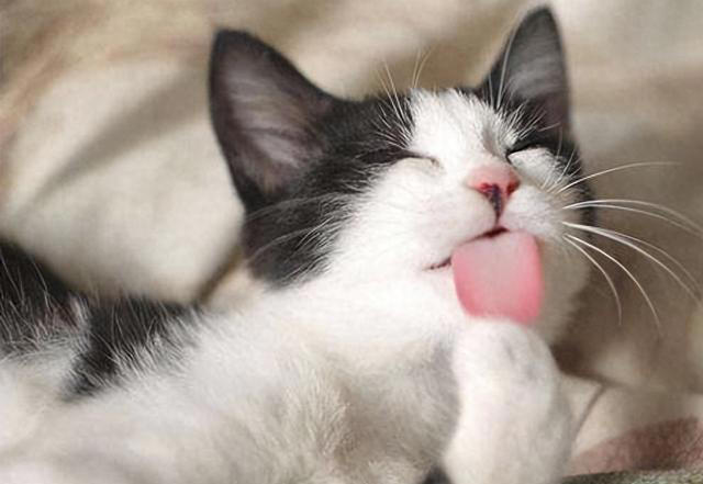 猫咪舔毛除了清洁还有其他目的，你知道吗？