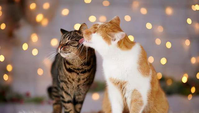 猫咪舔毛除了清洁还有其他目的，你知道吗？