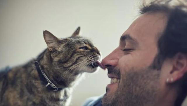 猫咪舔毛除了清洁还有其他目的，你知道吗？