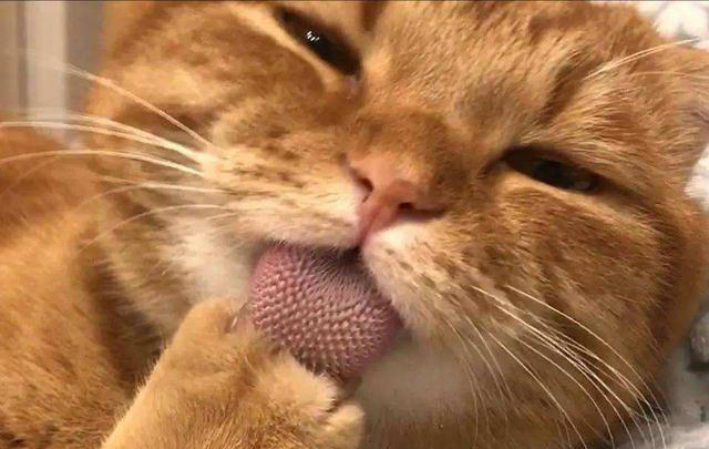 猫咪舔毛除了清洁还有其他目的，你知道吗？
