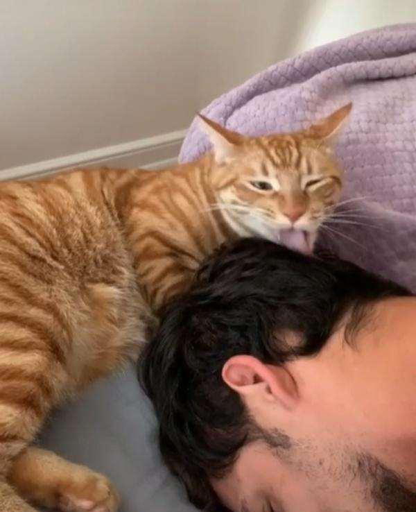 猫咪舔毛除了清洁还有其他目的，你知道吗？