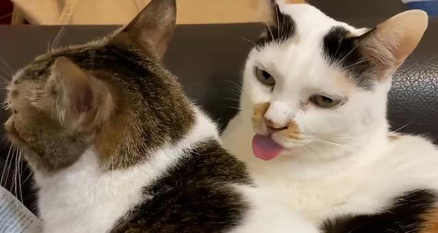 猫咪舔毛除了清洁还有其他目的，你知道吗？