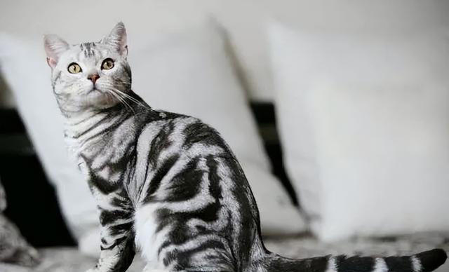 “比狗还忠诚的5种猫”，一生只认一个主人！