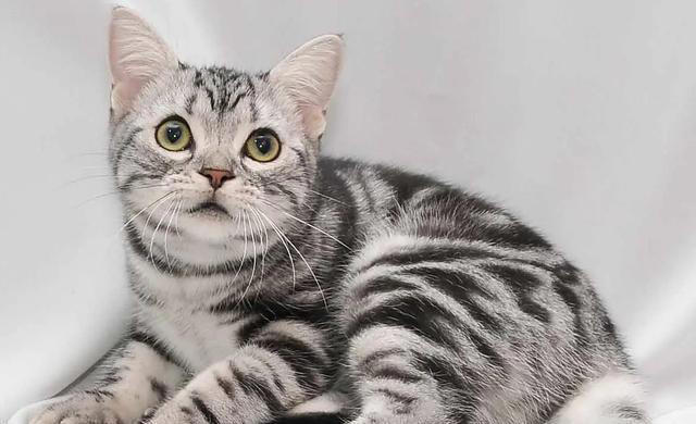 “比狗还忠诚的5种猫”，一生只认一个主人！