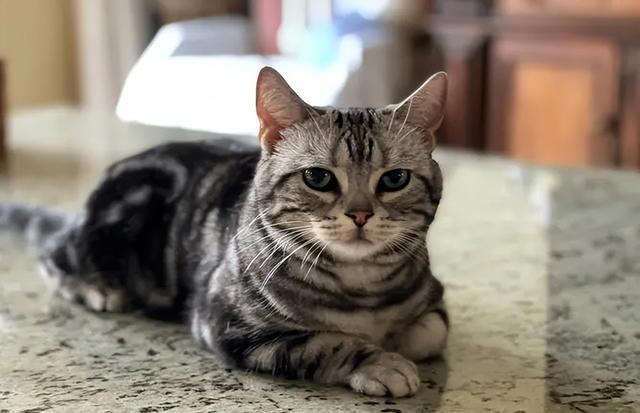 “比狗还忠诚的5种猫”，一生只认一个主人！